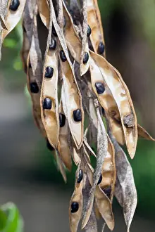Woody Prints: common laburnum (Laburnum anagyroides), ripe fruits on a bush, Germany