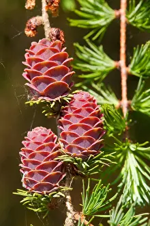 Coniferous Prints: common larch, European larch (Larix decidua)