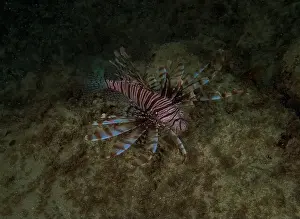 Scorpaenidae Prints: A Common Lionfish (Pterois volitans) in the Caribbean Sea