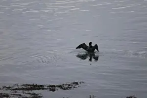 Checkerboard Prints: common loon at dusk spreading winds