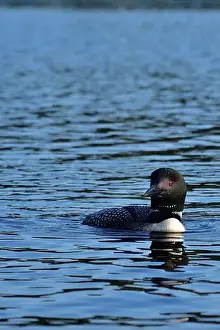 Loon Prints: Common loon. Gavia immer