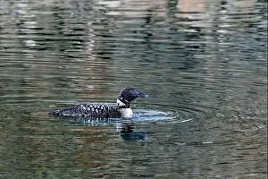 Waterbird Prints: A common loon gliding on a lake in Blaine, WA, USA