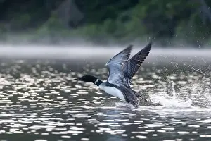 Lakeshore Prints: common loon or great northern diver (Gavia immer)