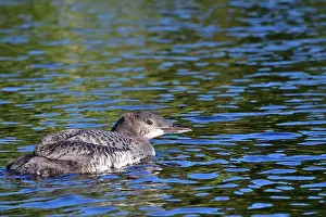 Loon Prints: Common loon immature. Young Gavia immer