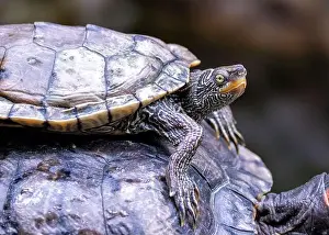 Cold Blooded Prints: The Common Map Turtle (Graptemys geographica) is a freshwater species from North America