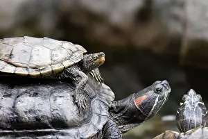 Cold Blooded Prints: The Common Map Turtle (Graptemys geographica) is a freshwater species from North America