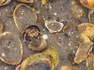 Wadden Sea Prints: Common marine hermit crab, Pagurus bernhardus