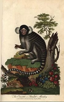Natural History Collection: Common marmoset, Callithrix jacchus. Ouistiti or striated monkey