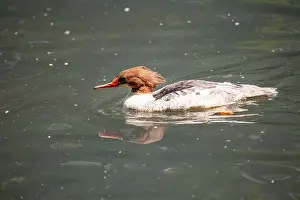 White Plumage Prints: The Common Merganser (Mergus merganser) is a diving duck found in North America and Eurasia