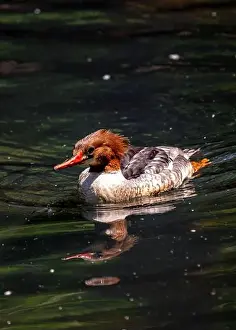 White Plumage Prints: The Common Merganser (Mergus merganser) is a diving duck found in North America and Eurasia