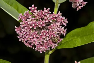 Apocynaceae Prints: common milkweed, asclepias syriaca