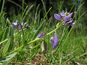 Blossoms Prints: common milkwort (Polygala vulgaris), blooming, Germany, North Rhine-Westphalia