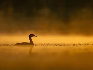 Lake Ontario Prints: Common moorhen floating on the water at sunset, beautiful orange color scenery