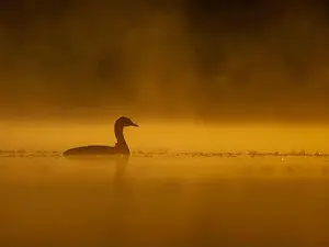 Duck Pond Prints: Common moorhen floating on the water at sunset, beautiful orange color scenery