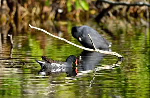 American United Prints: A Common Moorhen and other water birds. The Everglades National Park, Florida, USA