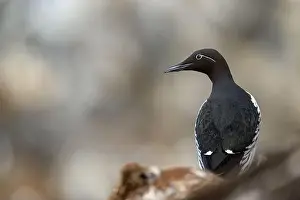 Common murre, common guillemot (Uria aalge) at Hornøya island, Norway