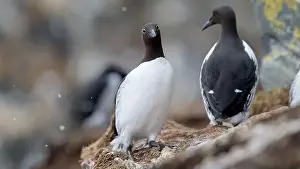 Sea Bird Prints: Common murre, common guillemot (Uria aalge) at Hornøya island, Norway