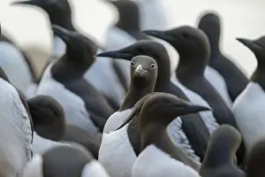 Sea Bird Prints: Common murre, common guillemot (Uria aalge) at Hornøya island, Norway