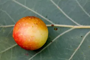 Spherical Prints: Common oak gallwasp, Oak leaf cherry-gall cynipid