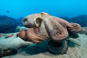 Canaries Prints: Common octopus (Octopus vulgaris)