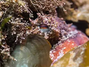 Cape Town Prints: A Common octopus (octopus vulgaris) hiding on the reef closeup of its eye