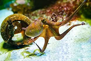 Orange Color Prints: Common octopus (Octopus vulgaris) swimming
