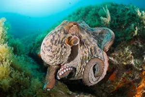 Costa Brava Prints: Common Octopus over Reef, Octopus vulgaris, Cap de Creus, Costa Brava, Spain