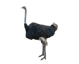 Ostrich Prints: The common ostrich is a species of large flightless bird native to certain large areas of Africa in the order