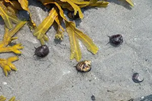 Snail Prints: Common Periwinkle (Littorina littorea)