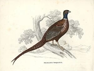 August Collection: Common pheasant, Phasianus colchicus (Phasianus torquatus). Handcoloured lithograph from Georg