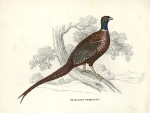 Common pheasant, Phasianus colchicus (Phasianus torquatus). Handcoloured lithograph from Georg Friedrich Treitschke's Gallery of Natural History