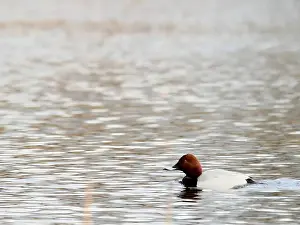 Norge Prints: Common Pochard on the Water
