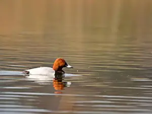 Norge Prints: Common Pochard on the Water