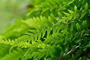 Ferns Prints: Common Polypody Fern (Polypodium vulgare) fronds growing out of damp