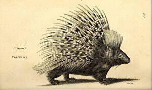 Natural History Collection: Common Porcupine from General zoology, or, Systematic natural history Vol 2 Mammalia, by Shaw