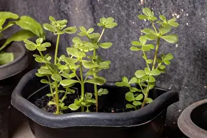 Green Growth Prints: Common Purslane plant of the species Portulaca oleracea