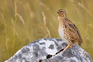 Quail Prints: common quail (Coturnix coturnix), male perching on a rock, Italy, Umbria, Preci