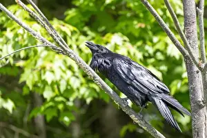 Raven Prints: common raven (Corvus corax)