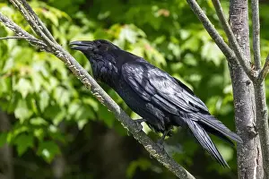 Raven Prints: common raven (Corvus corax)