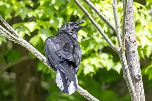 Raven Prints: common raven (Corvus corax)