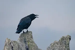 Corvus Corax Prints: A common raven (Corvus corax) or crow perches on some driftwood and caws on a beach in Waldport