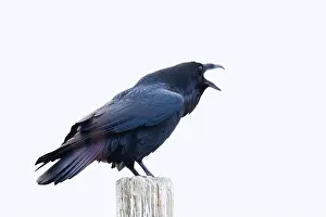 Corvus Corax Prints: common raven or northern raven (Corvus corax) in winter