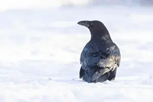 Corvidae Prints: common raven or northern raven (Corvus corax) in winter