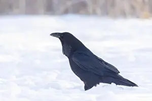 Corvidae Prints: common raven or northern raven (Corvus corax) in winter