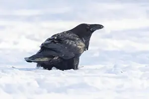 Corvidae Prints: common raven or northern raven (Corvus corax) in winter