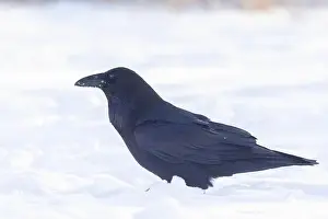 Corvidae Prints: common raven or northern raven (Corvus corax) in winter