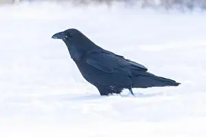 Corvidae Prints: common raven or northern raven (Corvus corax) in winter