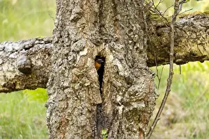 Eurasian Prints: Common redstart Phoenicurus phoenicurus