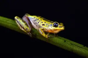Reed Frog Prints: Common Reed Frog (Hyperolius viridiflavus variabilis)