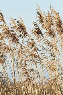 Reed Prints: Common reed (phragmites australis)